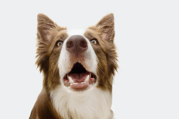 Portraut Terkejut Anjing Perbatasan Collie Terisolasi Pada Latar Belakang Putih — Stok Foto