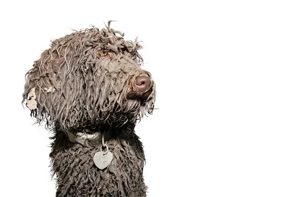 Portret Vuile Poedel Hond Pupie Spel Een Modderpoel Geïsoleerd Witte — Stockfoto