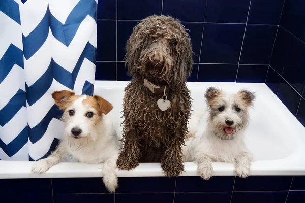 three dirty dog inside a bathtub ready for shower time.