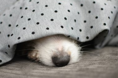 Havai fişekler ya da havai fişekler yüzünden battaniyeye sarılı korkmuş, hasta ya da korkmuş köpek yavrusu.