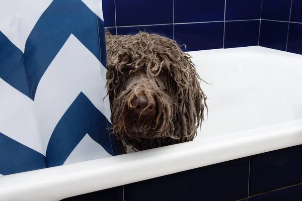 Portrait dirty dog hide waiting for shower inside of a bathtub