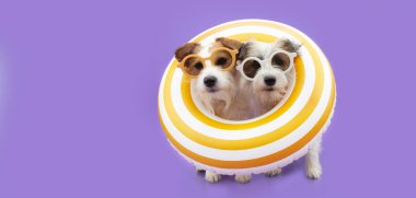 Köpek yazı. Sarı bir halkanın içinde iki Jack Russell şişirilebilir. Mor arkaplanda izole