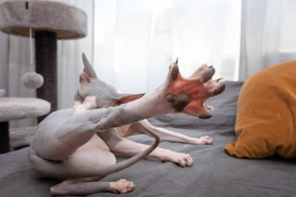 Domestic Sphynx Cat Preening Itself Home Interior — 스톡 사진