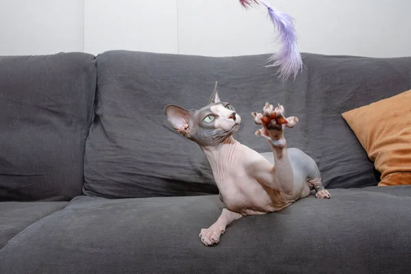 Domestic Sphynx Cat Playing Toy Home Interior — 스톡 사진