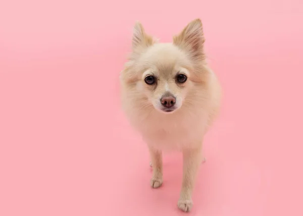 Portrait Cute Pomeranian Dog Walking Isolated Pink Pastel Background — 스톡 사진