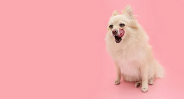 Portrait Cute Pomeranian Dog Licking Its Lips Tongue Ioslated Pink — 스톡 사진