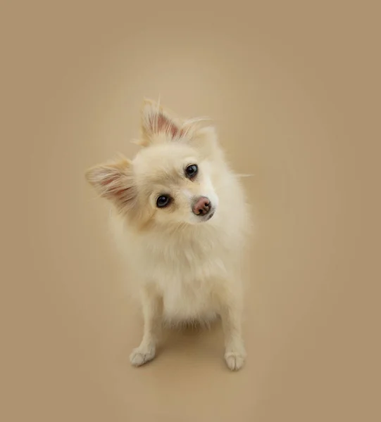 Portrait Cute Pomeranian Puppy Dog Tilting Head Side Isolated Beige — 스톡 사진
