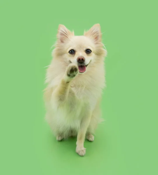 Portrait Happy Pomeranian Puppy Dog High Five Greeting Isolated Green — 스톡 사진