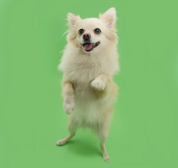 Πορτρέτο Χαριτωμένο Pomeranian Σκυλί Στέκεται Στα Δύο Πόδια Απομονωμένα Πράσινο — Φωτογραφία Αρχείου