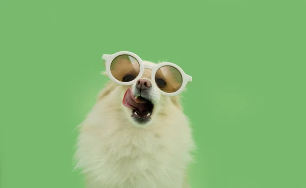 Портрет Щенка Поморская Собака Летом Облизывая Губы Языком Изолированный Зеленом — стоковое фото
