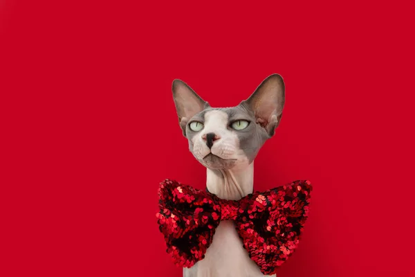 Sphynx Cat Celebrating Christmas Valentine Day Wearing Red Glitter Bow — Stock Photo, Image
