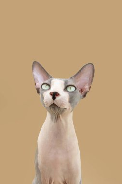 Portre tedavisi kameraya bakan sfenks kedisi. Bej arkaplanda izole edilmiş