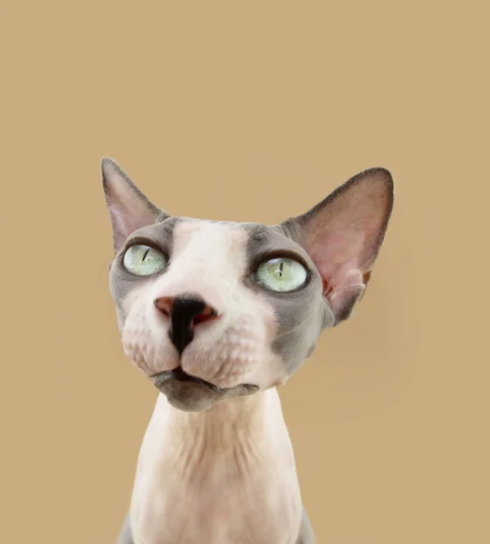 Close Sphynx Cat Head Serious Curious Expression Face Isolated Beige — Zdjęcie stockowe
