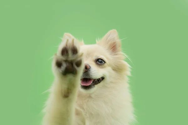 Πορτρέτο Pomeranian Σκυλί Κόλλα Πέντε Απομονωμένο Πράσινο Παστέλ Φόντο Κατοικίδιο — Φωτογραφία Αρχείου