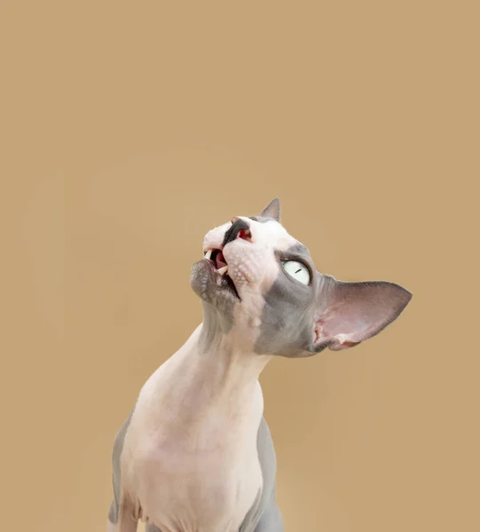 스핑크스 고양이가 먹이를 구걸하는 베이지 배경에서 고립됨 — 스톡 사진
