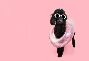 Banner köpek yavrusu yazı şişirilebilir bir yüzük ve güneş gözlüğü takıyor. Pembe renkli arka planda izole edilmiş.