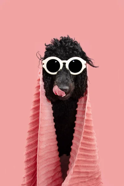 Funny dog summer. Poodle wrapped with a towel licking its lips with tongue. Isolated on pink pastel background