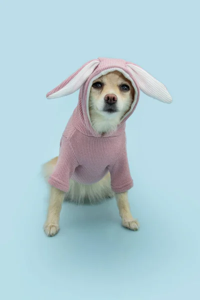 Счастливой Пасхальной Собаки Симпатичный Померанский Щенок Костюме Кролика Изолированный Синем — стоковое фото