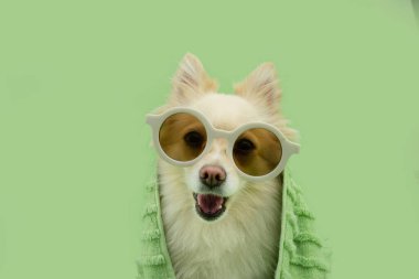 Mutlu köpek yavrusu portresi. Yeşil havluyla sarılmış bir Pomeranian. Yeşil pastel arka planda izole edilmiş