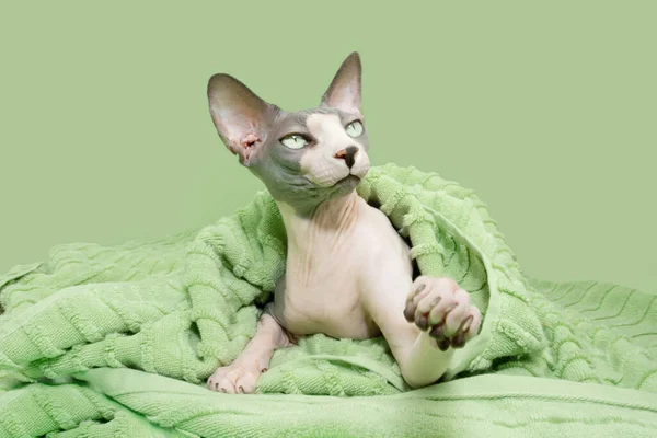 Portrait Cat Summer Shower Wrapped Towel Ready Bathing Isolated Green — Stock Photo, Image