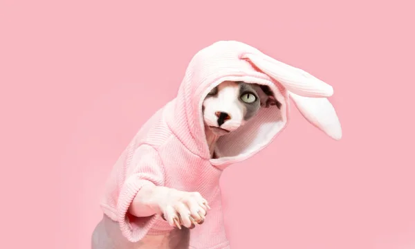 Gato Divertido Celebrando Felices Fiestas Pascua Con Traje Conejo Orejas —  Fotos de Stock