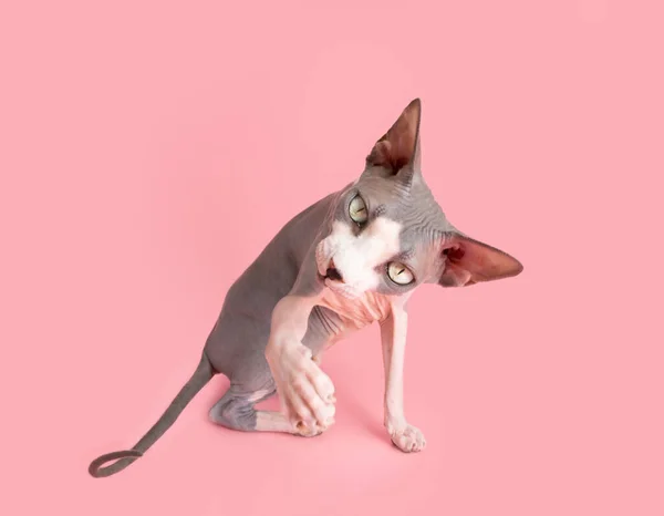 Portrait Curios Sphynx Car Trying Catch Paw Isolated Pink Pastel — Stock Photo, Image