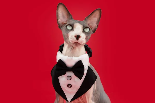 Portrait Cute Sphynx Cat Celebrating Valentine Day Christmas Isolated Red — Stock Photo, Image