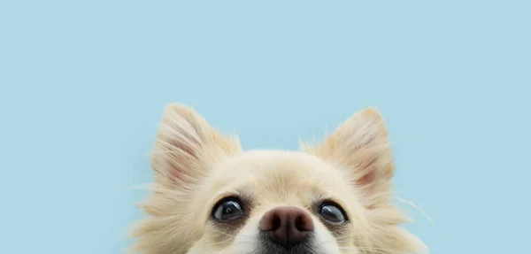 Close Pomeranian Puppy Dog Looking Camera Isolated Blue Pastel Background — Stok fotoğraf