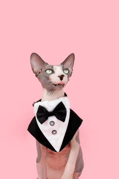 Funny Sphynx Cat Sticking Tongue Out Wearing Tuxedo Isolated Pink — Fotografia de Stock