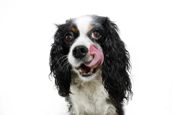 Hungry Cavalier Puppy Dog Licking Lips Tongue Isolated White Background — Zdjęcie stockowe