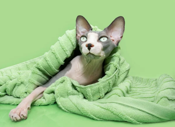 Портрет Кота Влітку Сфінкс Загорнутий Зеленим Пастельним Рушником — стокове фото