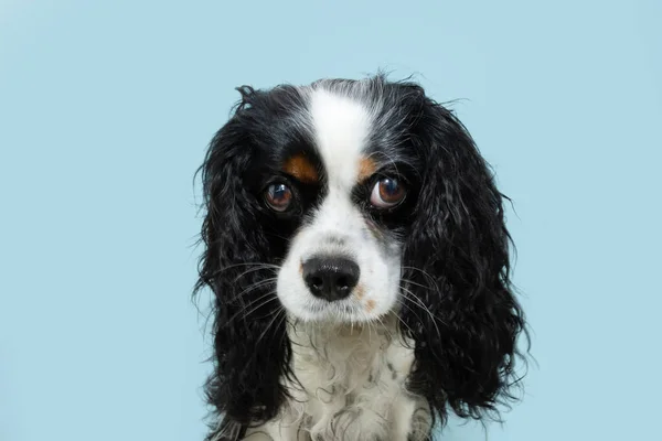 Cute Shy Cavalier Charles King Dog Looking Sweet Eyes Isolated — Foto Stock