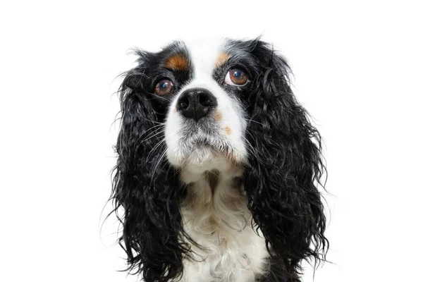 Portrait Serious Attentive Cavalier Spaniel Charles King Looking Isolated White — Zdjęcie stockowe