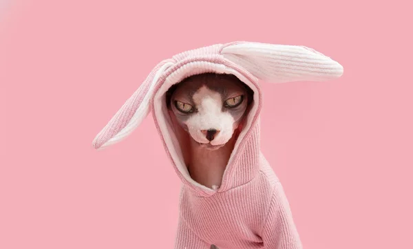 Happy Easter Cat Wearing Rabbit Costume Ears Isolated Pink Pastel — 스톡 사진