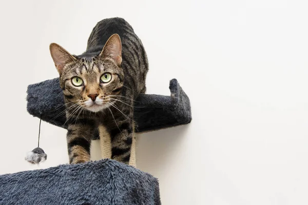 Portrait Bengal Kitten Looking Playing Top Cat Tree Home — Stockfoto