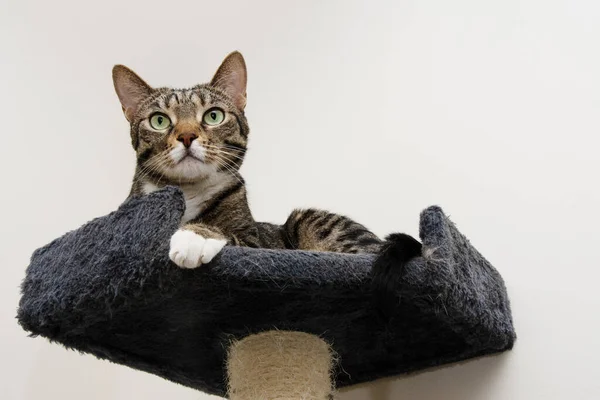Portrait Bengal Kitten Playing Top Cat Tree Home — Stockfoto