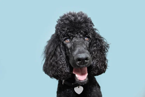 Portrait Happy Poodle Puppy Dog Smiling Isolated Blue Colored Background — Φωτογραφία Αρχείου