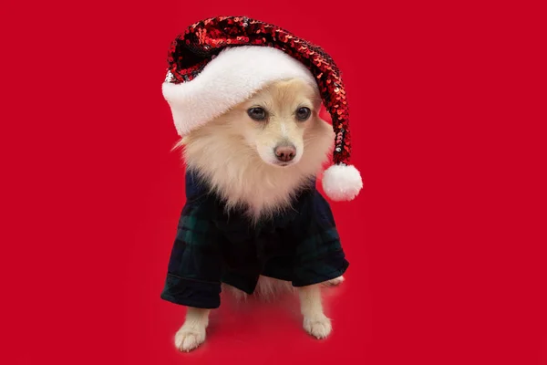 Pomeranian Dog Celebrating Christmas Checkered Pijama Santa Claus Hat Isolated — Stockfoto