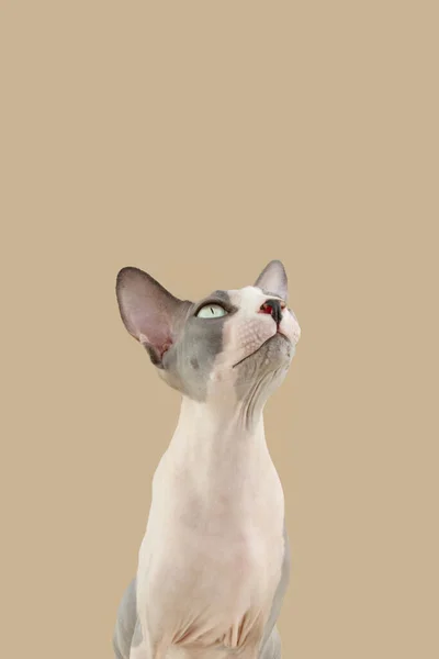 Curious Sphynx Cat Begging Food Looking Isolated Beige Background — 스톡 사진