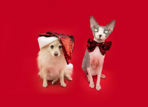 Two Pets Celebrating Christmas Santa Claus Hat Bow Tie Isolated — Φωτογραφία Αρχείου