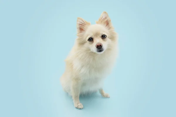 Portrait Attentive Pomranian Dog Sitting Isolated Blue Pastel Background — 스톡 사진