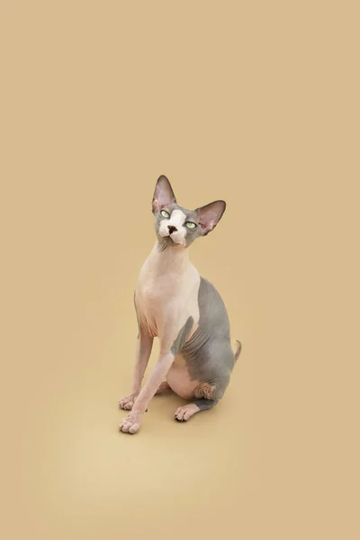 Sphynx Katze Sitzt Und Schaut Die Kamera Vereinzelt Auf Beige — Stockfoto
