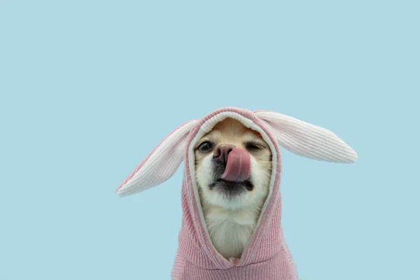 Funny Happy Easter Pomeranian Dog Wearing Bunny Ears Costume Licking — 스톡 사진