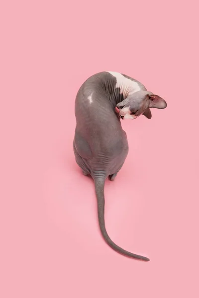 Domestic Sphynx Cat Preening Itself Isolated Pink Pastel Background — Stockfoto