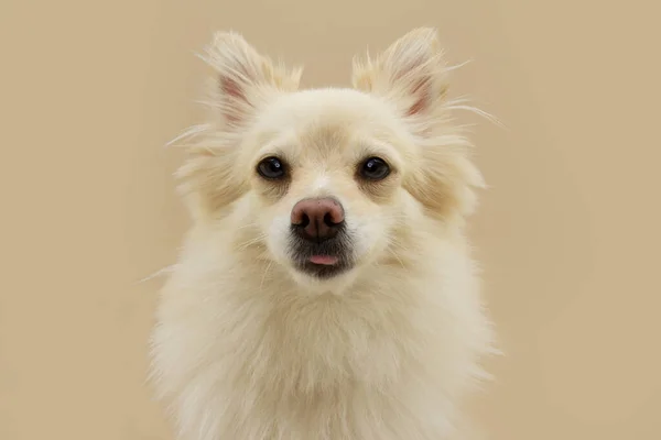 Funny Pomeranian Dog Sticking Tongue Out Isolated Beige Brown Background — Stockfoto