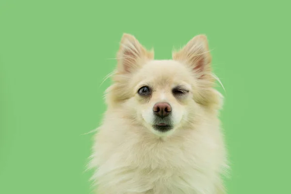 Happy Pomeranian Dog Smiling Closing Eye Isolated Green Pastel Background — Stockfoto