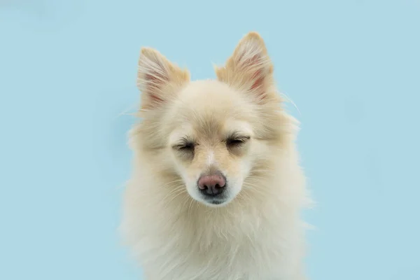 Pomeranian Puppy Dog Clored Eyes Sad Expression Face Isolated Blue — Φωτογραφία Αρχείου