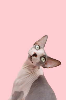 Funny portrait sphynx cat looking at camera. Isolated on pink colored background