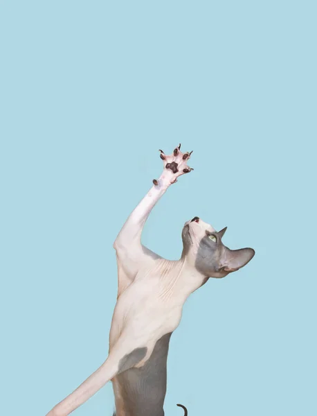 Funny Portrait Sphynx Cat Looking Camera Isolated Blue Pastel Colored — Stock Photo, Image