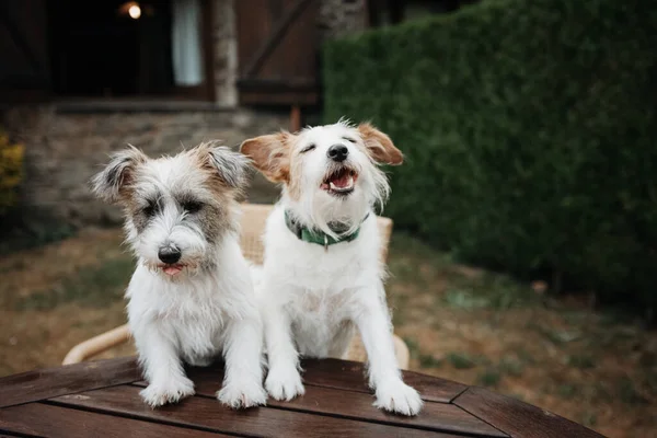 Two Dogs Going Vacation Rural Hotel Country Cottage Pet Friendly — Fotografia de Stock